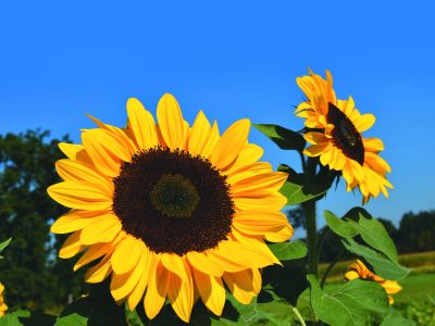 Sunflowers 1627188 MP